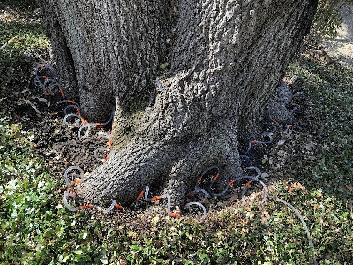 Detailed Tree Cabling and Bracing job site in Van Voorhis