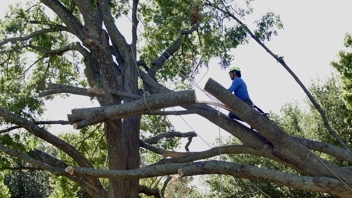 Professional Crown Thinning performed by certified arborists in Van Voorhis