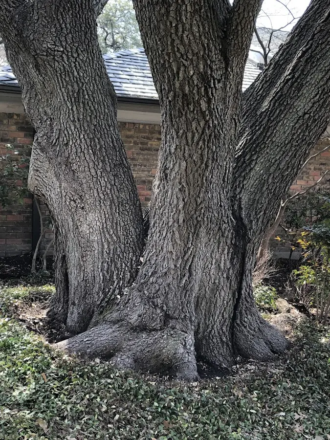 Mature heritage tree close to a Van Voorhis property cared for by certified arborists